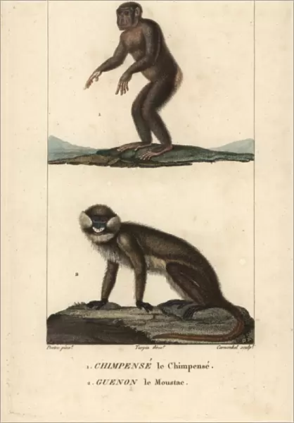 Chimpanzee, Pan troglodytes (endangered)