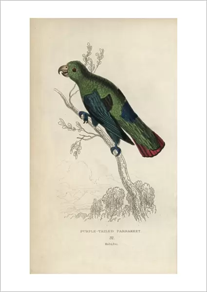 Sapphire-rumped parrotlet, Touit purpurata