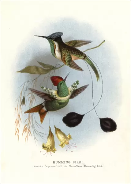 Dot-eared coquette, Lophornis gouldii