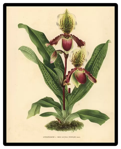 Miss Louisa Fowlers Cypripedium orchid