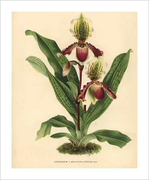 Miss Louisa Fowlers Cypripedium orchid