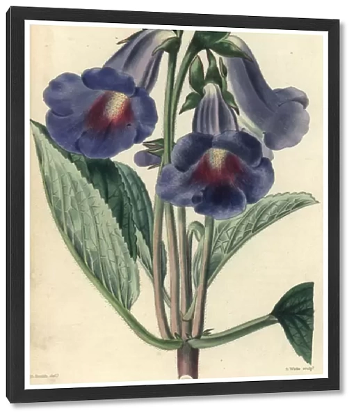 Blue and lilac flowered gloxinia, Gloxinia caulescens