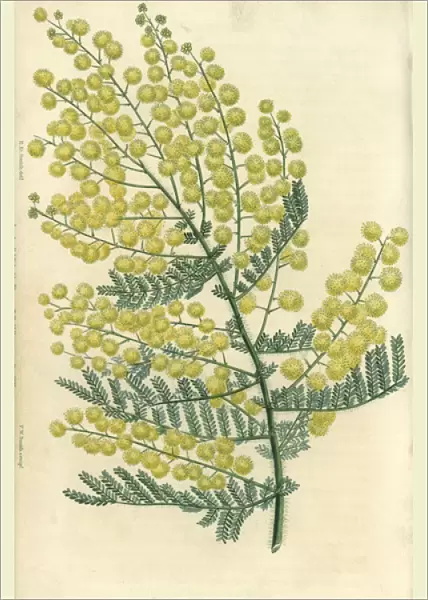 Yellow flowered hairy-stemmed acacia, Acacia pubescens