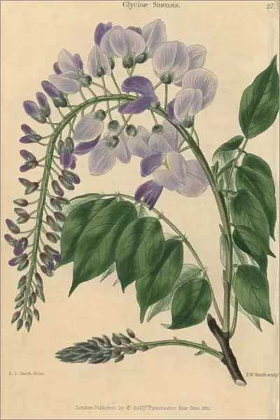 Pale blue and lilac flowered Chinese Glycine