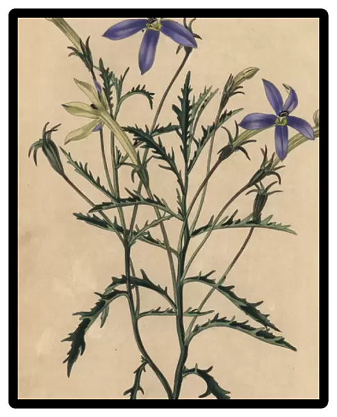 Blue flowered Isotoma axillaris