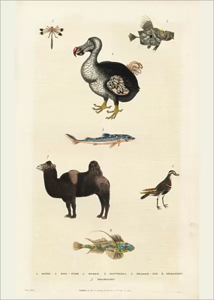 Dodo, Raphus cucullatus, with camel, dragonfly and dogfish
