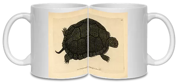 Blandings tortoise, Emydoidea blandingii Endangered