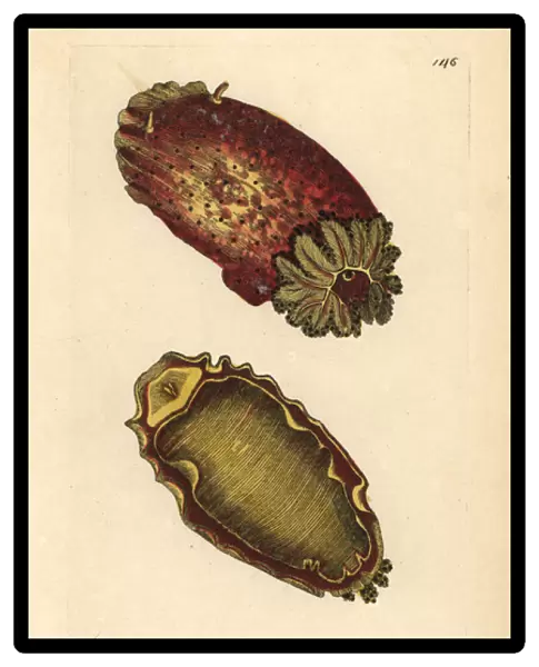 Sea lemon or sea slug, Platydoris argo