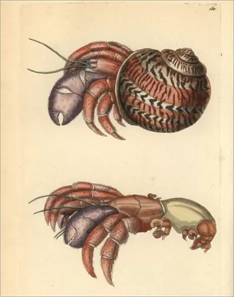 Hermit crab, Petrochirus diogenes