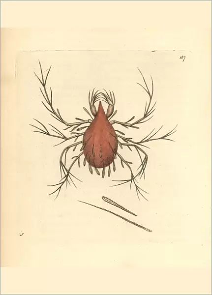 Long-legged cannibal mite, Cheletomorpha lepidopterorum