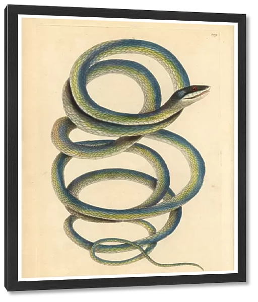 Lora or Parrot snake, Leptophis ahaetulla