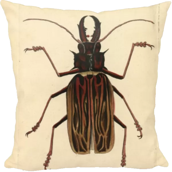 Long-horned beetle, Macrodontia cervicornis Vulnerable