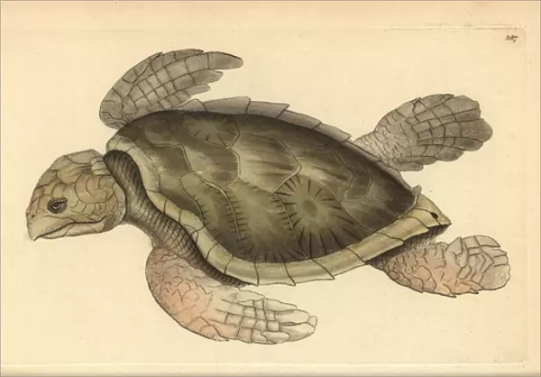 Hawksbill sea turtle, Eretmochelys imbricata