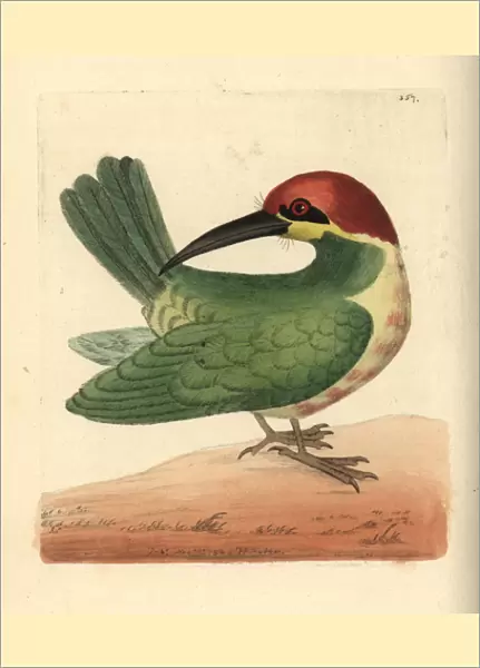 Bay-headed bee-eater, Merops leschenaulti