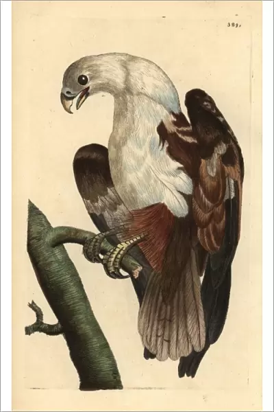 Brahminy kite or Coromandel eagle, Haliastur indus