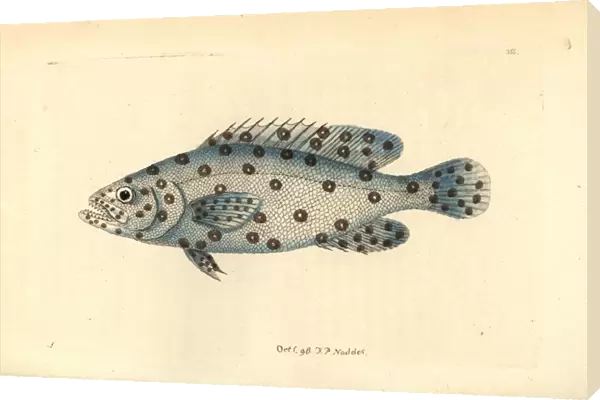 Unknown or extinct species of grouper fish, Anthias argus