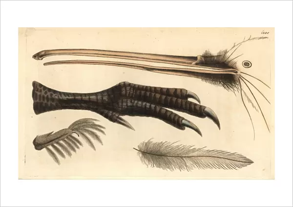 Beak, foot, feather and claw of the brown kiwi