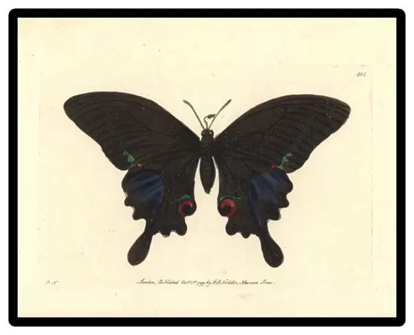 Paris peacock butterfly, Papilio paris
