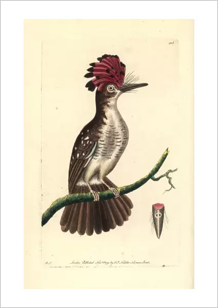 Amazonian royal flycatcher, Onychorhynchus coronatus