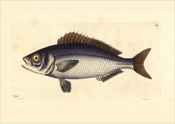 Golden-eyed lutian or snapper (jobfish) Pristipomoides