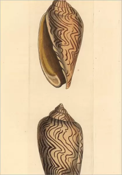 Amoria undulata sea snail