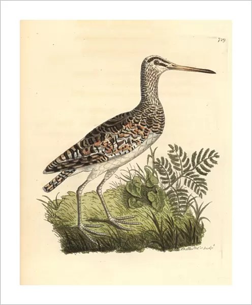 Greater painted-snipe, Rostratula benghalensis