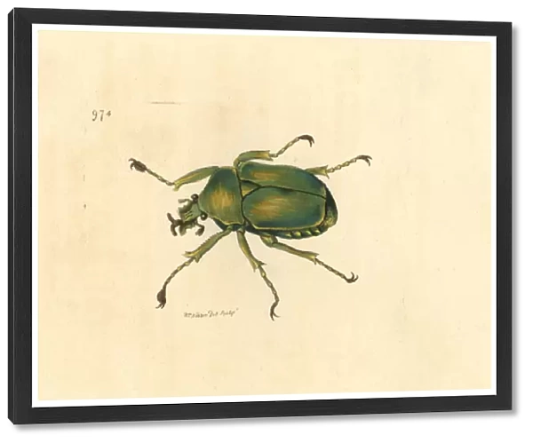Flower chafer (scarab beetle), Dicronorrhina micans