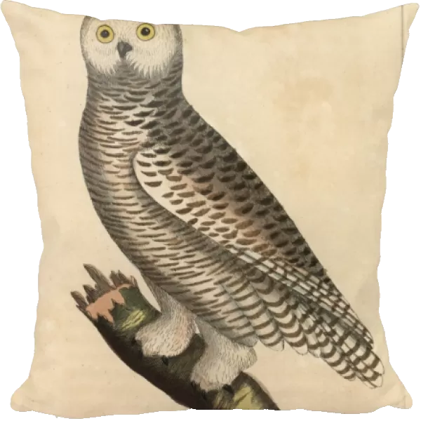 Snowy owl, Arctic Owl, Great White Owl or Harfang