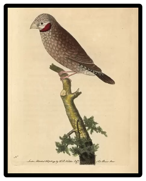 Red-throated grosbeak or cut-throat sparrow