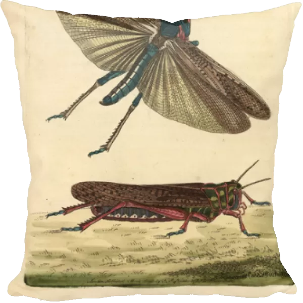 Wandering or migratory locust, Gryllus migratoria