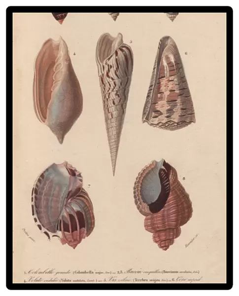 Tropical shells including Colombella, Buccinum