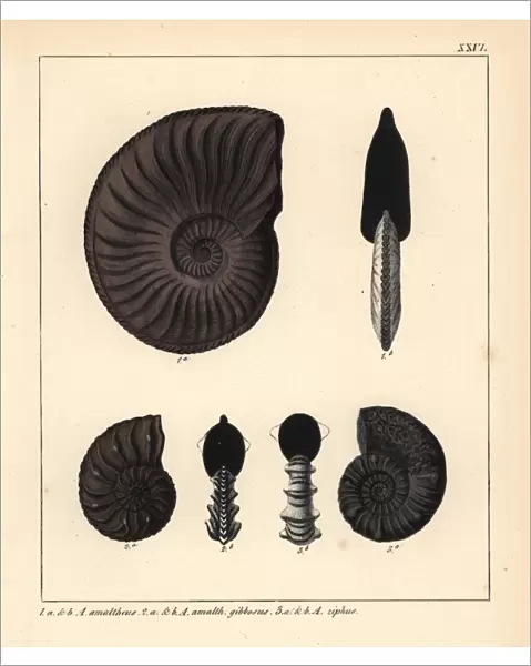 Extinct fossil Ammonites amaltheus, A gibbosus and A ziphus