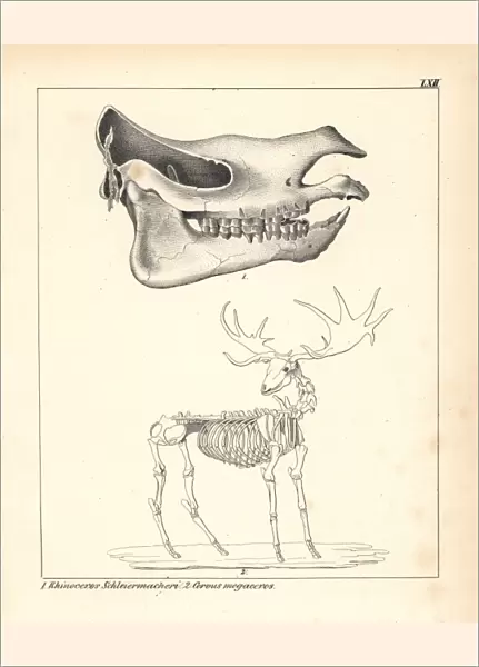 Skull of the Rhinoceros schleirmacheri