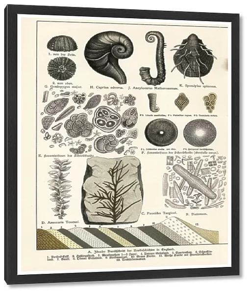 Fossils of diatoms, foraminifera, ferns and mollusks