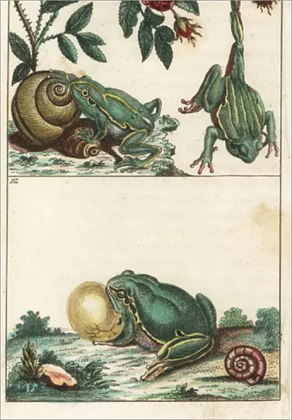 European and Italian tree frogs