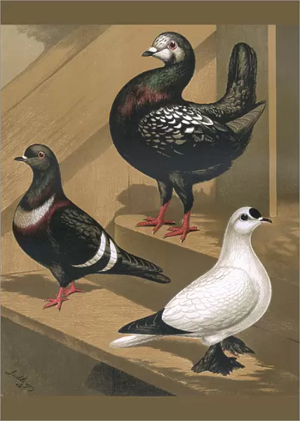 Pigeons - Burmese or Florentine, Starling and Spot Fairy