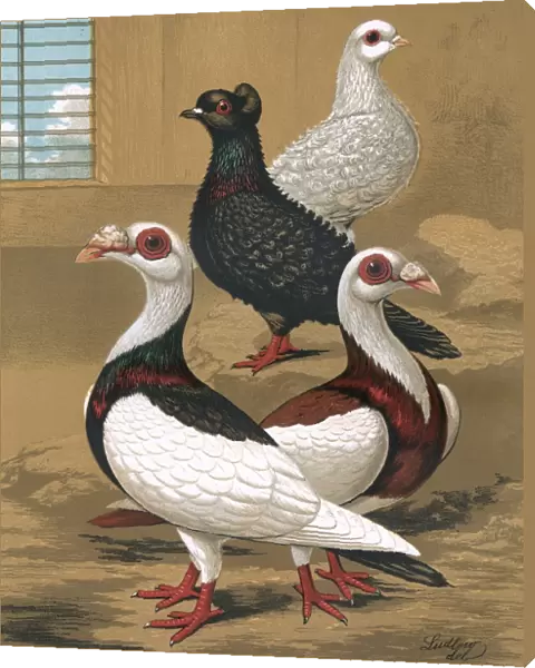 Pigeons - Frill-Backs and Scandaroons, Fancy Breed