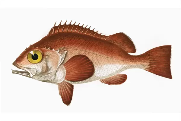 Sebastes norvegicus, or Rose Fish