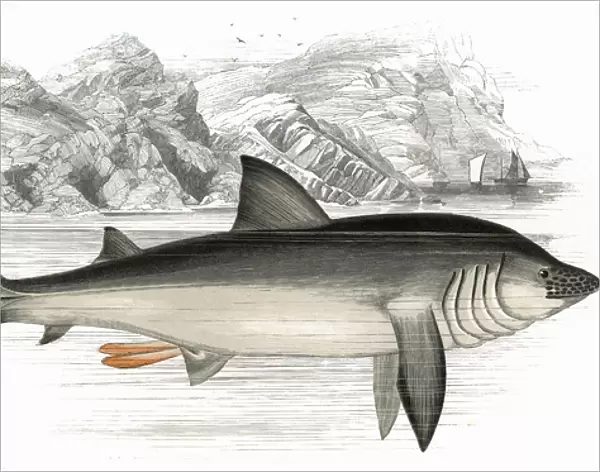 Cetorhinus maximus, or Basking Shark