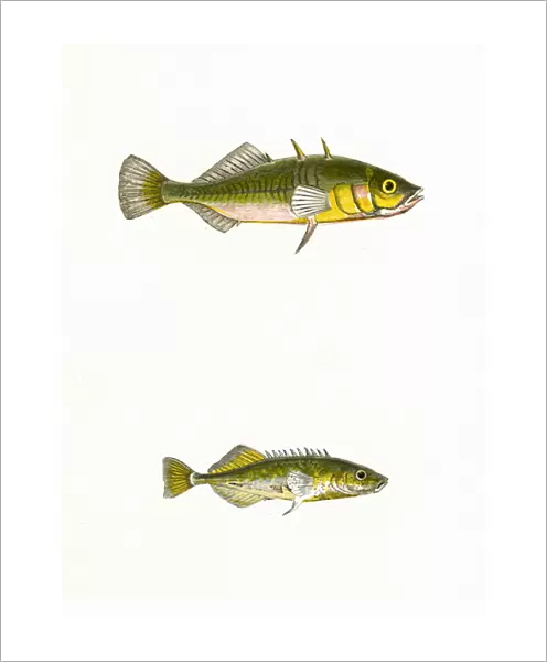 Three-Spined Stickleback and Tinker