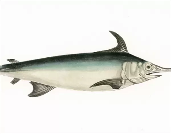 Xiphias gladius, or Swordfish