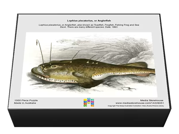 Lophius piscatorius, or Anglerfish