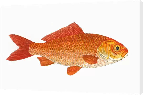 Carassius auratus auratus, or Goldfish