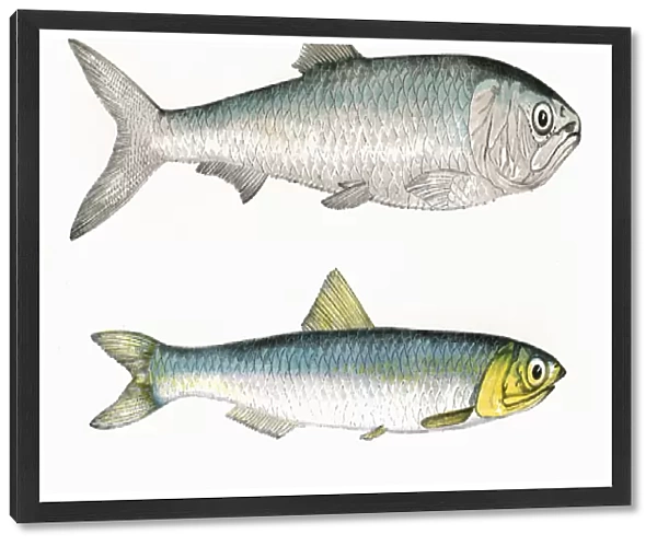 Scale-Finned Shad and European Anchovy