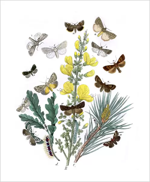 Illustration, Bombycoidae -- Acronyctidae -- Orthosiidae