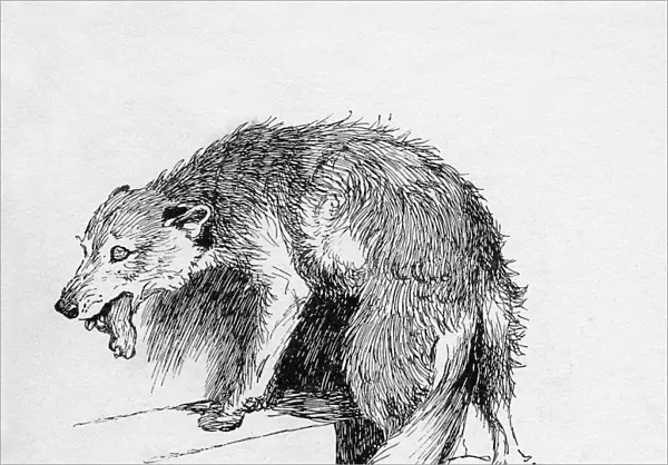 Illustration by Cecil Aldin, The Rough Fox
