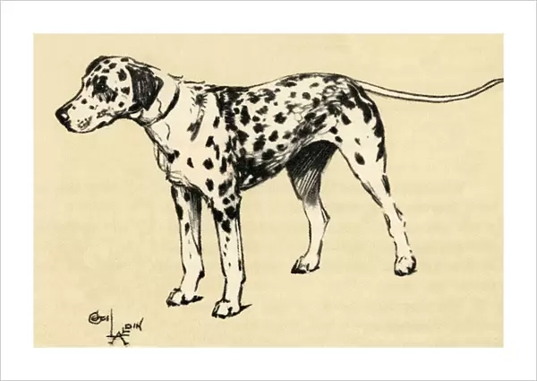 Illustration by Cecil Aldin, a Dalmatian