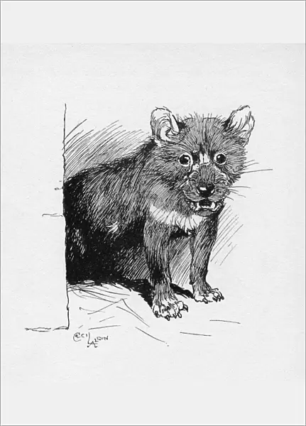 Illustration by Cecil Aldin, The Tasmanian Devil