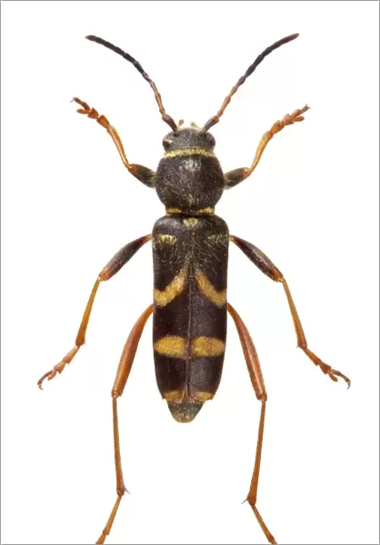 Clytus arietis, Wasp beetle