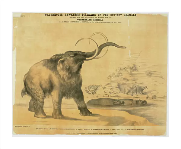 Mammoth and Hyaena